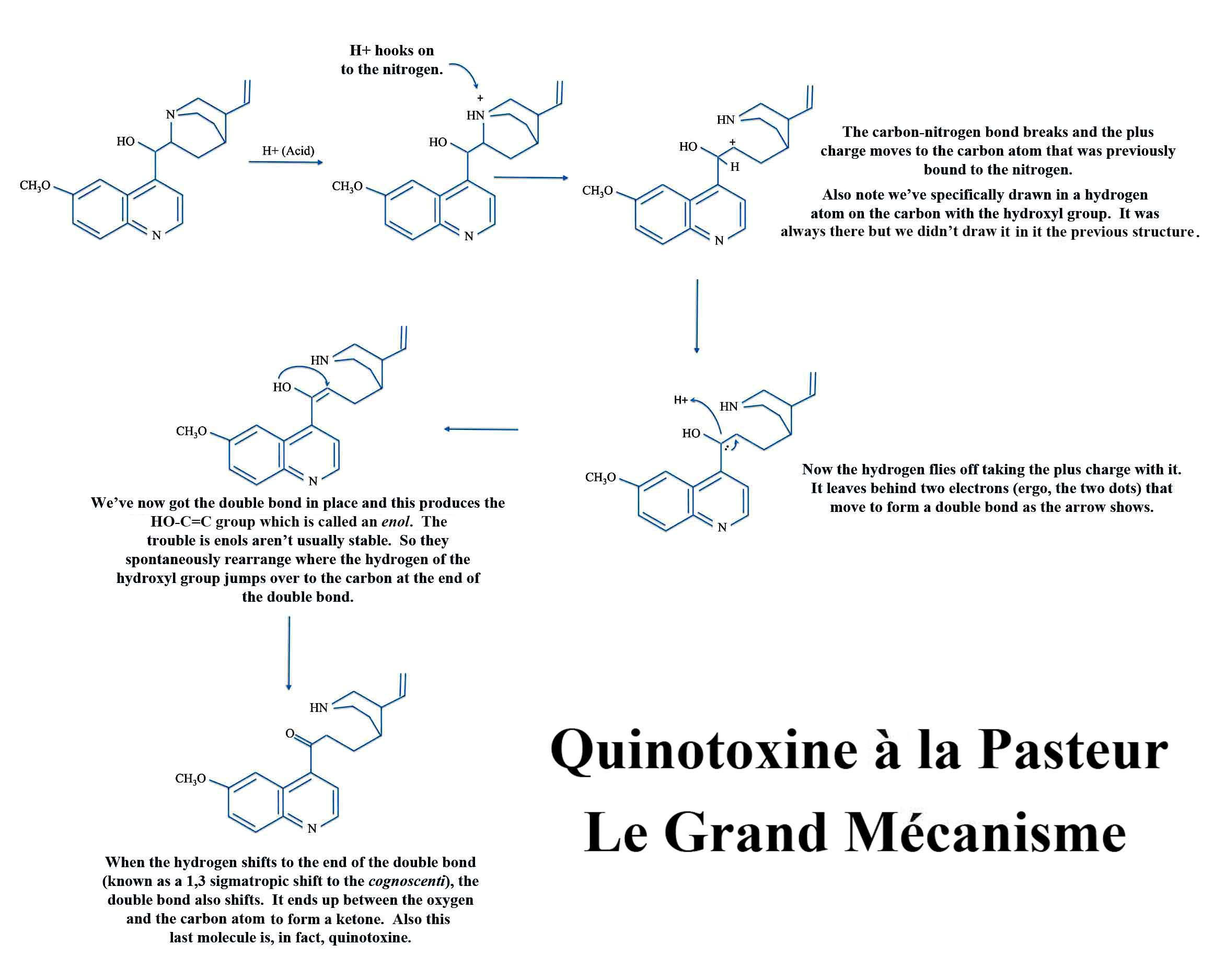 Pasteur Synthesis of Quinotoxine
