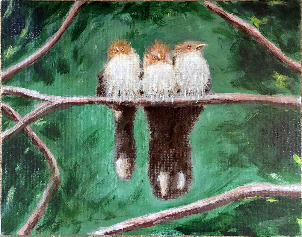Guira Cuckoos